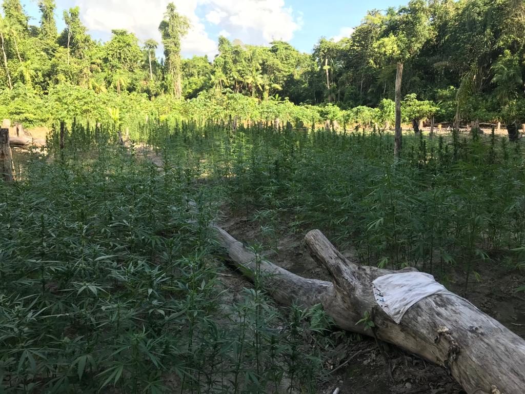 Ganja farms destroyed, cops come under fire as suspects on the run ...