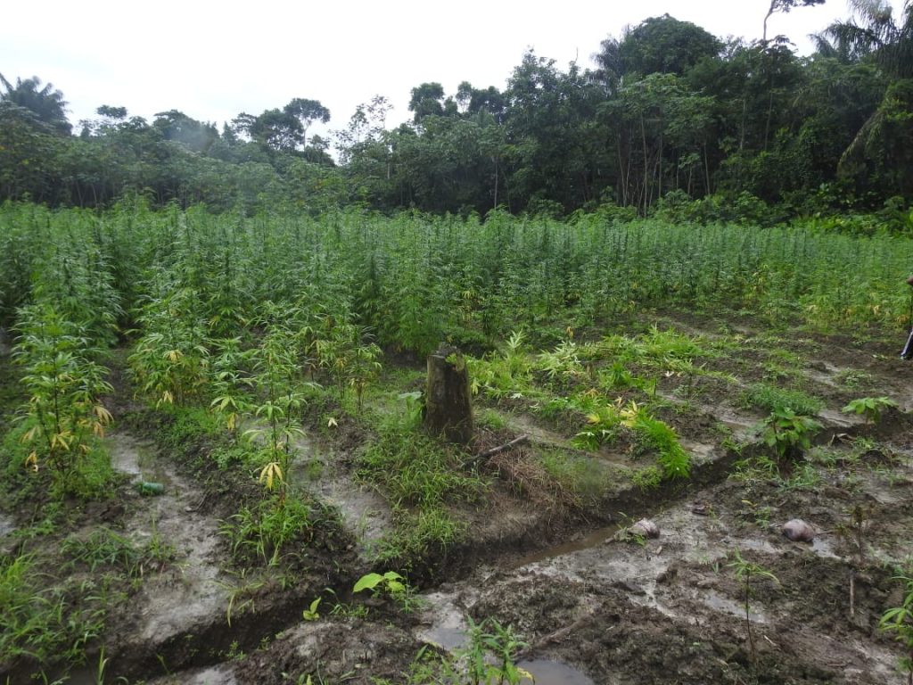 Huge marijuana cultivation farms destroyed in Upper Berbice River ...