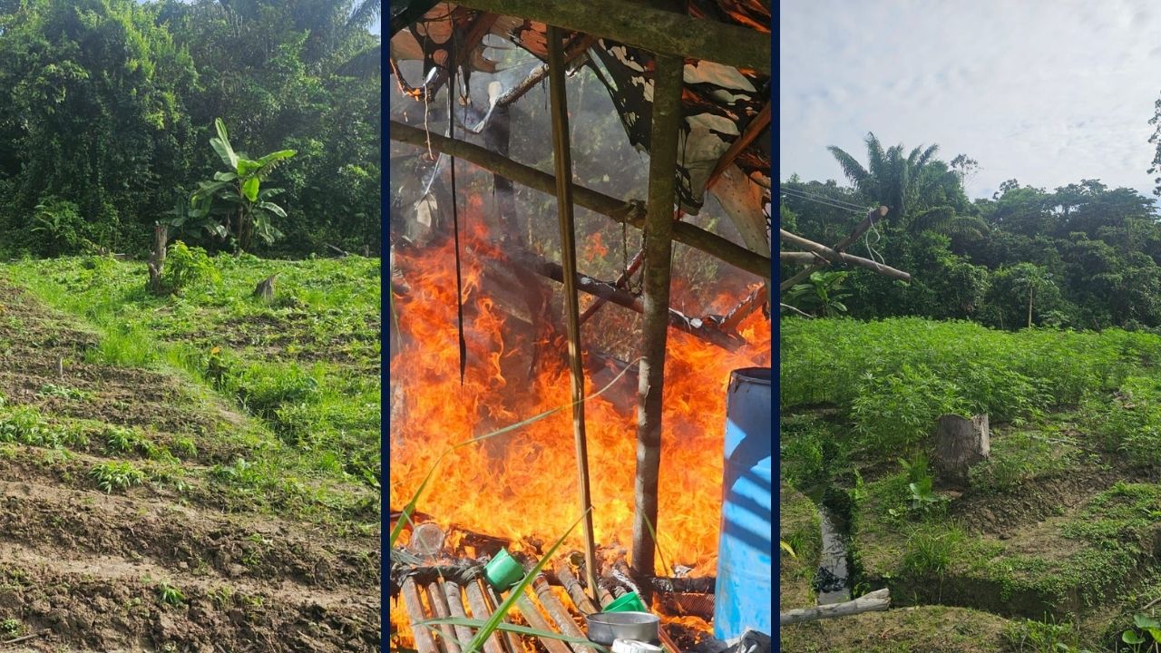 Police destroy almost $1M in cannabis plants at Canje Creek